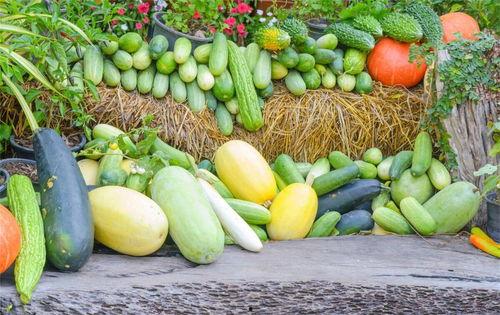 娱乐吃瓜公司有哪些名字,那些独具特色的“吃瓜”公司名大盘点  第3张